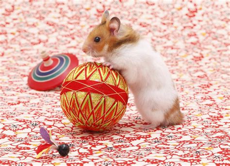 Choosing Toys for Your Pet Hamster