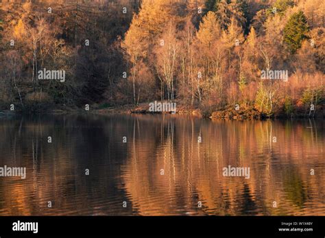 Stunning landscape image of Tarn Hows in Lake District during beautiful ...