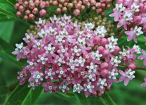 Swamp Milkweed (Asclepias incarnata)