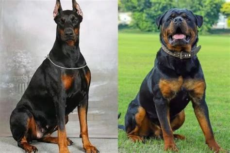 Doberman Vs Rottweiler Dog: What's The Difference?