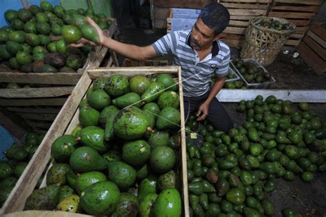 Panen Buah Alpukat Di Bener Meriah | ANTARA Foto