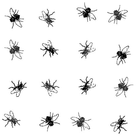 Free Flies Cliparts, Download Free Flies Cliparts png images, Free ...