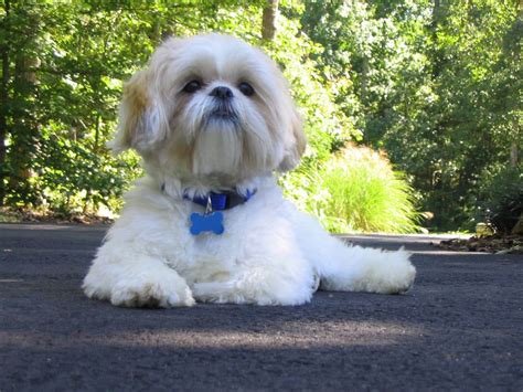 The Top 5 Shih Tzu Haircuts | The Dog People by Rover.com