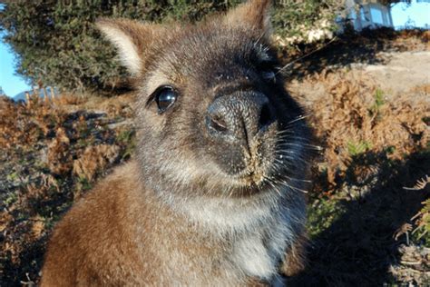 The Secret Life of Wallabies: Habitat and Behavior - Wildlife Blogging