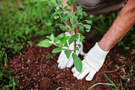 17 Tree Planting Tools for Your Yard or Community - Daybring