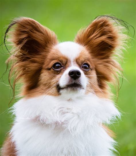 Papillon Dog Breed Trainability, Temperament & Other Best Facts