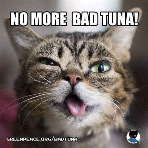 Lil Bub No More Bad Tuna | Lil Bub | Know Your Meme