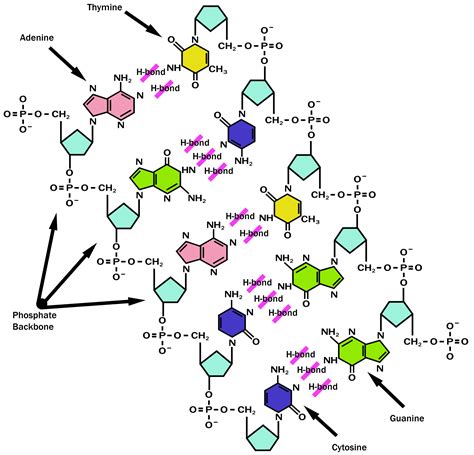 Dna Molecule Labelled Diagram