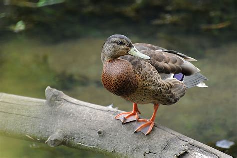 Animals With Webbed Feet