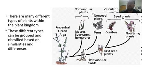 Introduction to Plant Diversity - YouTube