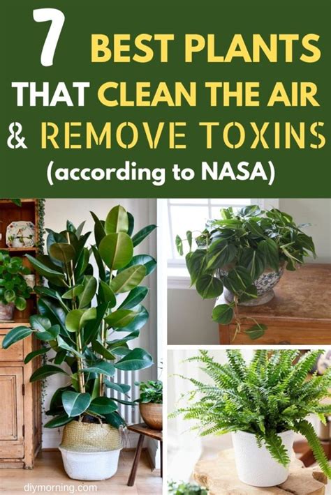 7 Best Indoor Plants that Clean the Air and Remove Toxins (NASA Study)