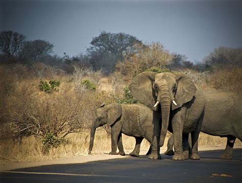 Wildlife Justice Malawi | Global Nomadic