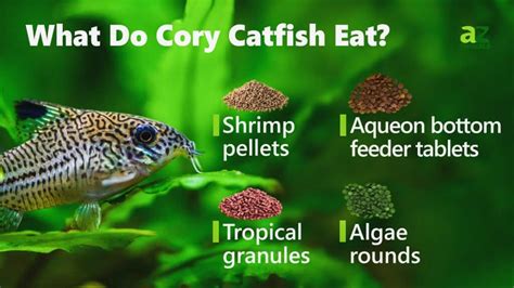 Do Cory Catfish Eat Their Babies - ukldtyhjcfb2