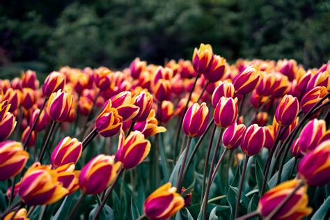 71st annual Canadian Tulip Festival gets underway