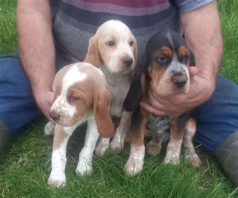 Beagle x cocker spaniel pups for sale | in Burry Port, Carmarthenshire ...