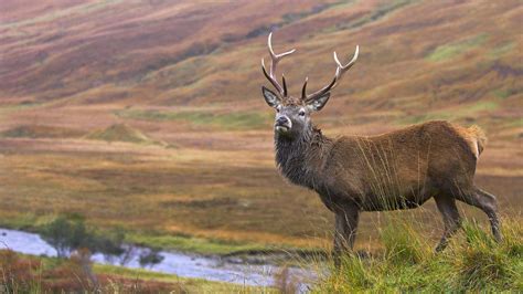 Scottish Highlands | Hidden Habitats | BBC America