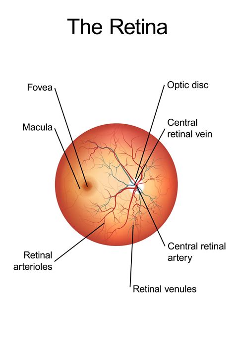 Types of Retinal Conditions - Nashville, TN - Eye Diseases