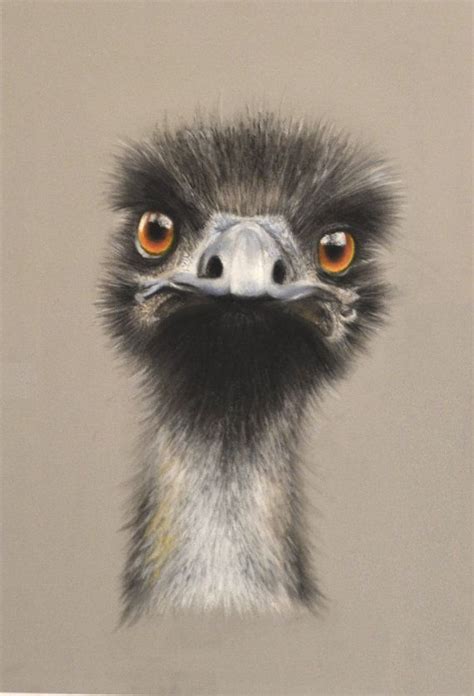 Emu Drawing at GetDrawings | Free download