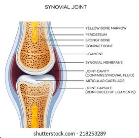 Synovial Membrane