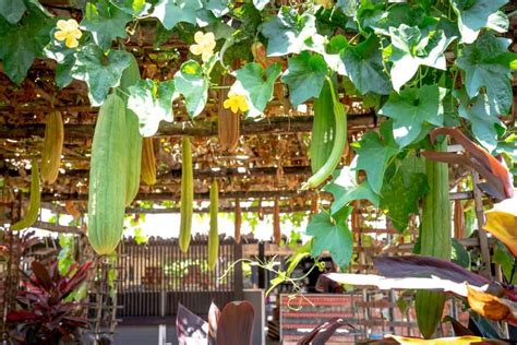 How to Plant Loofah(Luffa) Sponge? (Complete Growing Guides)