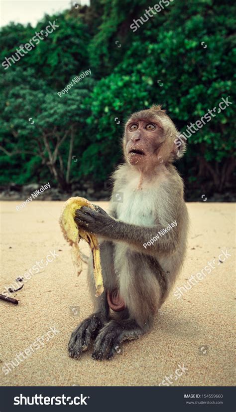 Funny Monkey Eating Banana Huge Eyes Stock Photo 154559660 | Shutterstock