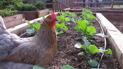 How to Make and Use Chicken Manure Compost - Exmark's Backyard Life