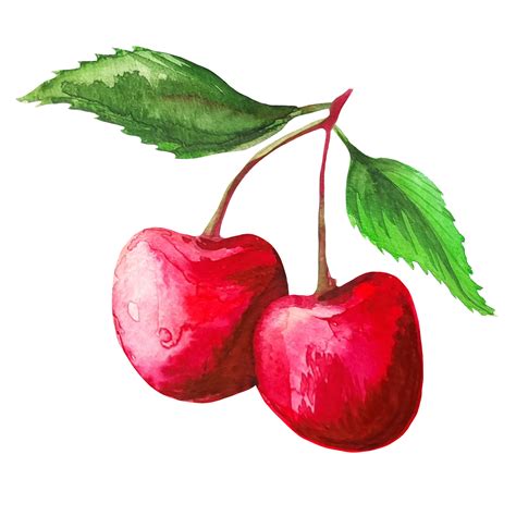 cherry watercolor illustration 16327576 PNG