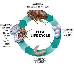 Treating Ticks and Fleas - Better Pets and Gardens