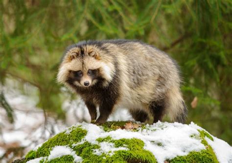 Tanuki, Raccoon Dog Yokai — The House of Good Fortune