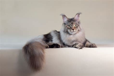 Do Maine Coon Cats Shed? Breed Fur Facts & Care Tips | Hepper