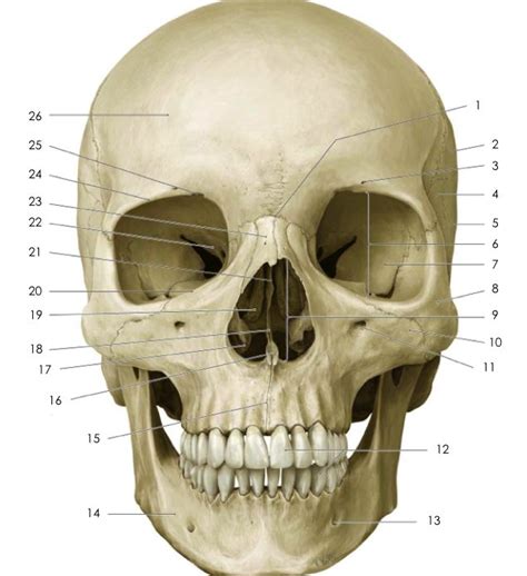 human anatomy bones - Google Search | Skull anatomy, Anatomy bones ...