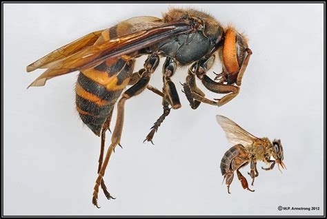 Giant Japanese Hornet. Size comparison to Honey Bee. | Japanese giant ...