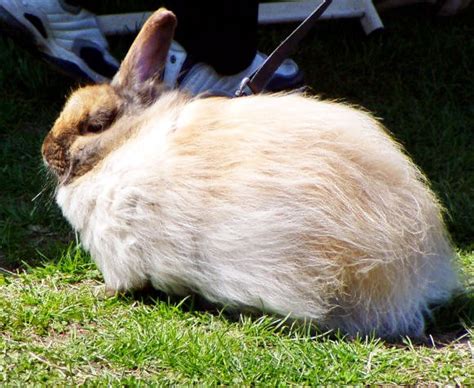 Jersey Wooly Rabbit Breed Information and Pictures - PetGuide.com ...