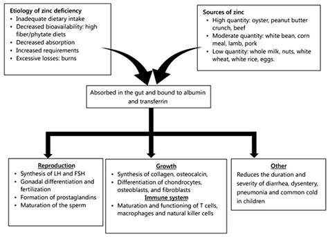 Sources and function of zinc in humans. LH = Luteinizing hormone; FSH ...