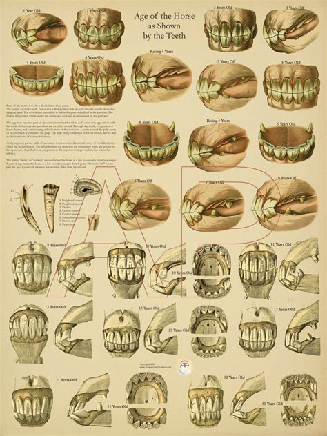 Horse Teeth Age Chart