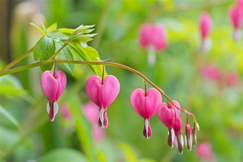 Growing and Caring for Common Bleeding Heart