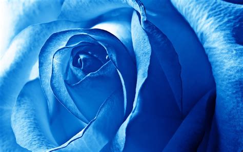 Flower Wallpaper Royal Blue