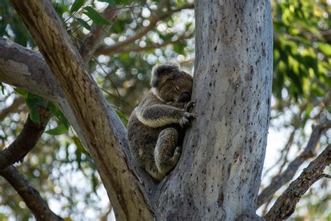 Koala Bear Sleeping on a Tree · Free Stock Photo