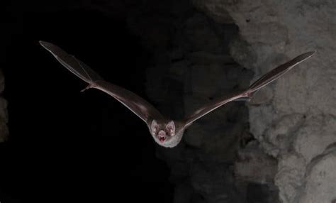 For Vampire Bats to Live on Blood, It Takes Guts - The New York Times