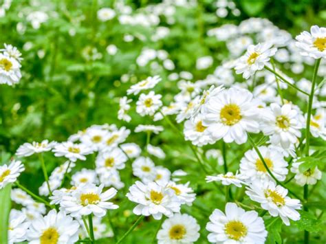 Information About Pyrethrum Insecticide - Using Natural Pyrethrum Spray