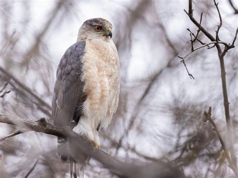 Cooper's Hawk Nesting (All You Need To Know) | Birdfact