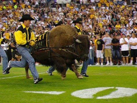 Colorado Buffaloes 2021 College Football Preview | MEGALOCKS