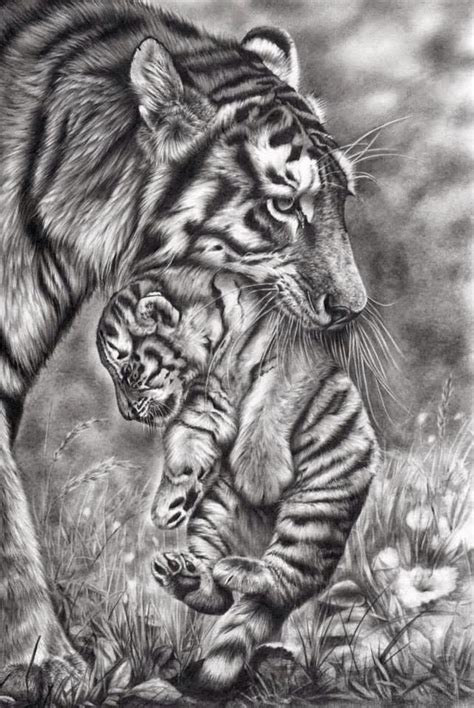 By Peter Williams | Realistic animal drawings, Pencil drawings of ...