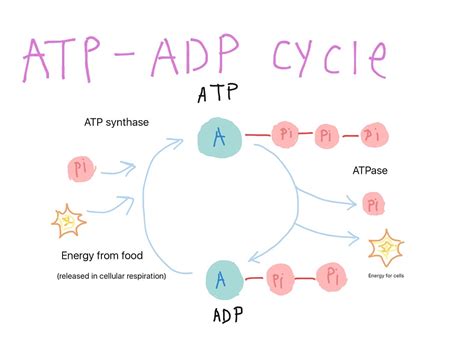 Diagram Of Atp Cycle