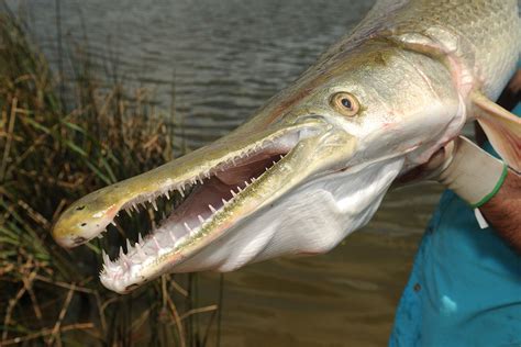 Texas Temporarily Closes Alligator Gar Fishing - Payne Outdoors