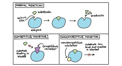 Noncompetitive Enzyme Inhibitors