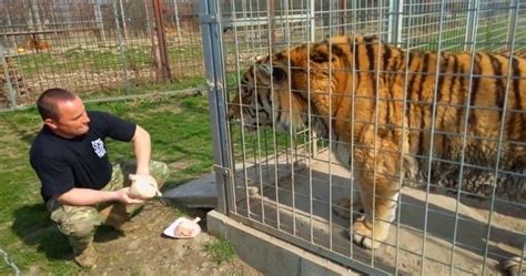 How Big Is The Siberia tiger? This Footage Gives You The Answer!