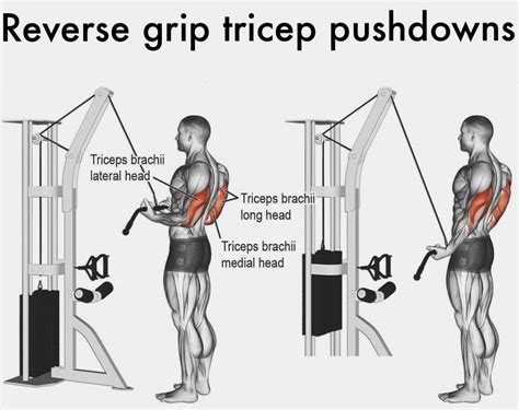 Reverse Grip Triceps Pushdown