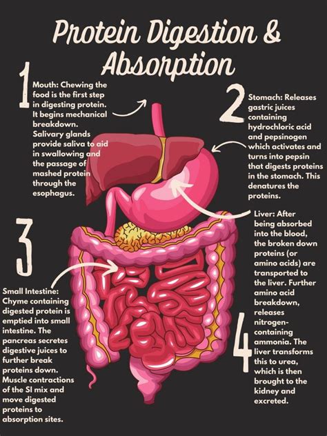 7.3 Protein Digestion and Absorption – Nutrition and Physical Fitness