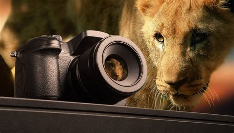 Best Nikon Lenses For Wildlife Photography